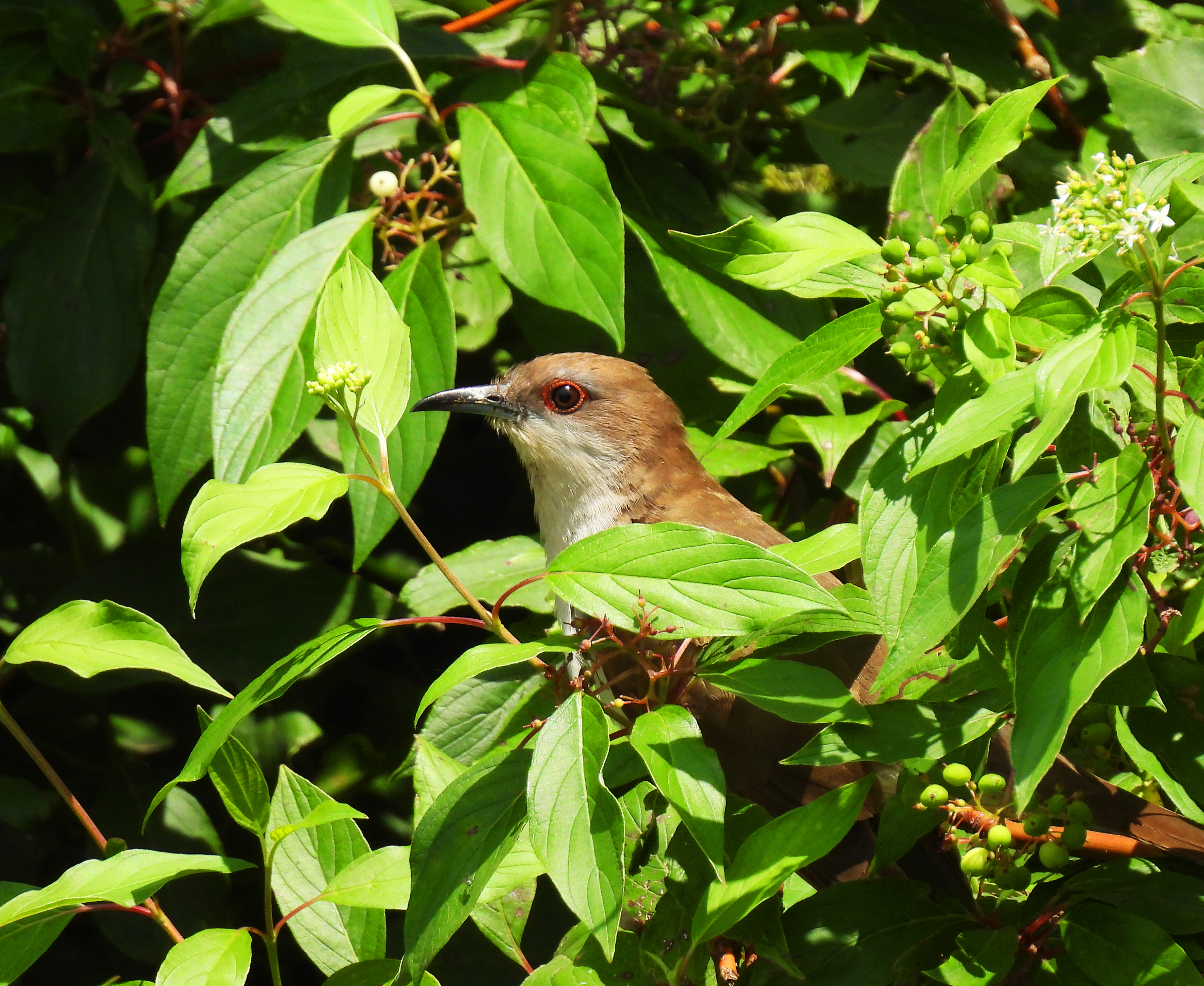 Black Billed Cuckoo